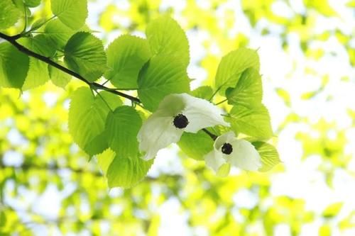  『植物园』太美，快去看，枝头飞舞一片“白鸽”，植物园的“活化石”开花啦