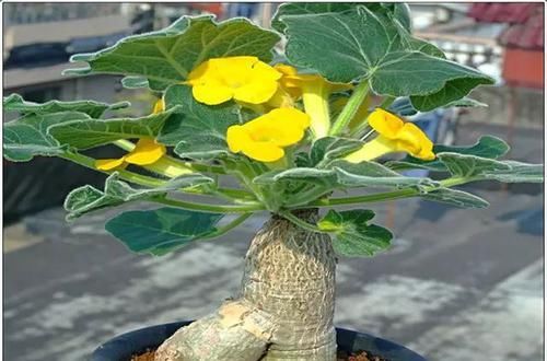  [植物]史上“最萌植物”的变态版来袭！
