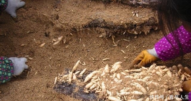  利润■亩利润7万，农民种了就赔，可依然有人挣钱，秘诀是什么