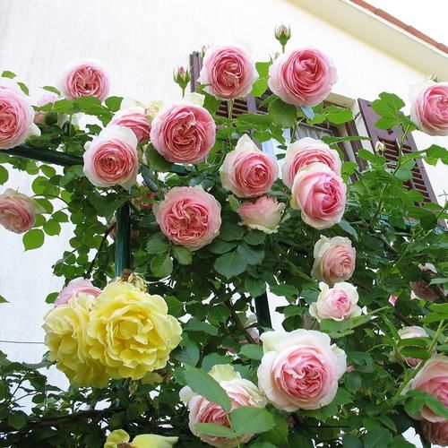  『植物』10人9爱的这些盆栽，老婆一口气买三盆，吸湿气除异味特管用