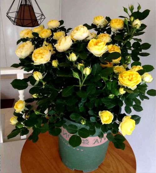 『植物』老公很懂花草，在院子里种上些植物后，每到花季都有人观赏拍照