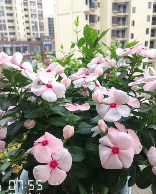  『春天』春天养花就选玛格丽塔，花期长、花量大，爆满小阳台！