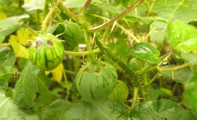 这植物蛇一见到就逃跑，农民见到就砍掉，殊不知其价值十分珍贵