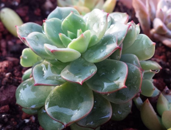 『适合』推荐几款适合养在阳台的花朵,越热越易爆花,芳香怡人