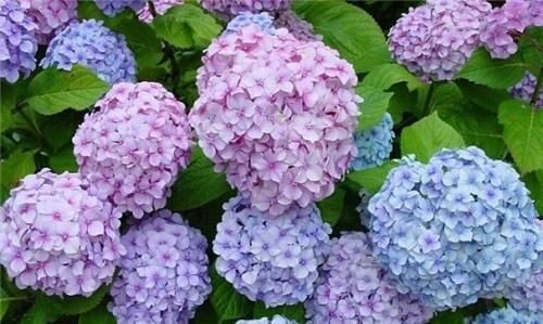  『光照』这5种花，光照越不好长得越旺，相反太阳一晒还枯叶，可好养了！