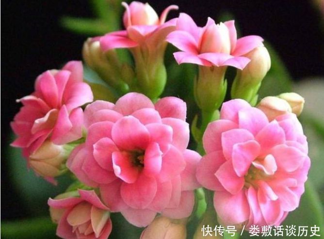 「家里」“3种花”养家里,人养花,花也养人,空气清香去异味,漂亮好养