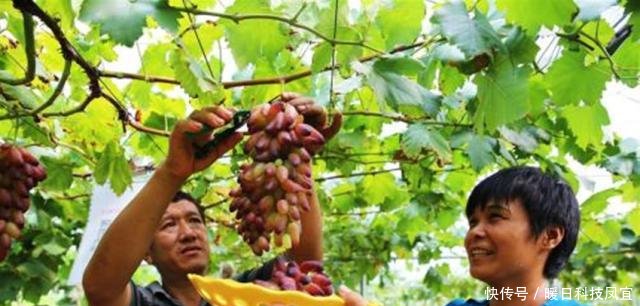  【补贴】粮食补贴标准“两提高、三不发”，农民要注意别吃亏