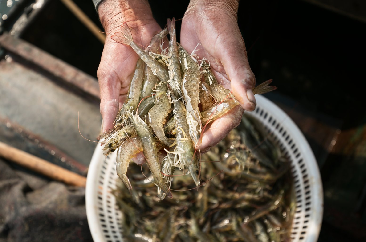  「经济」小对虾掀起现代海洋大产业！滨州北海经济开发区推动传统海洋产业提档升级