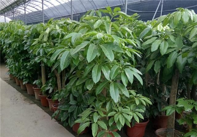 『寓意』大叶伞也叫招财树,寓意特别好!怎么养好大叶伞?