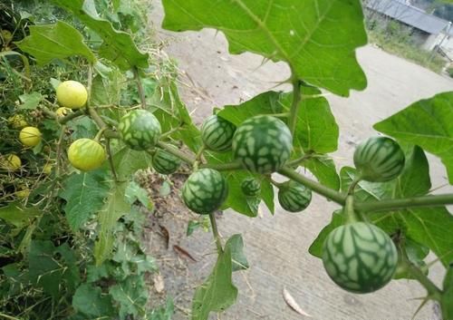  #不知#生在房前屋后，却常被人忽略，熟不知此果实的宝贵，价值