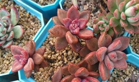 「理腐败」多肉植物底部叶子干瘪枯萎怎么办