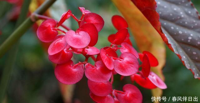  [花卉]适合家养的“5种花”，好养易爆盆，全年都开花，阳台变成百花园