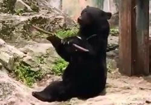 日本广岛黑熊大秀木棍“特技”引游客惊叹(图)