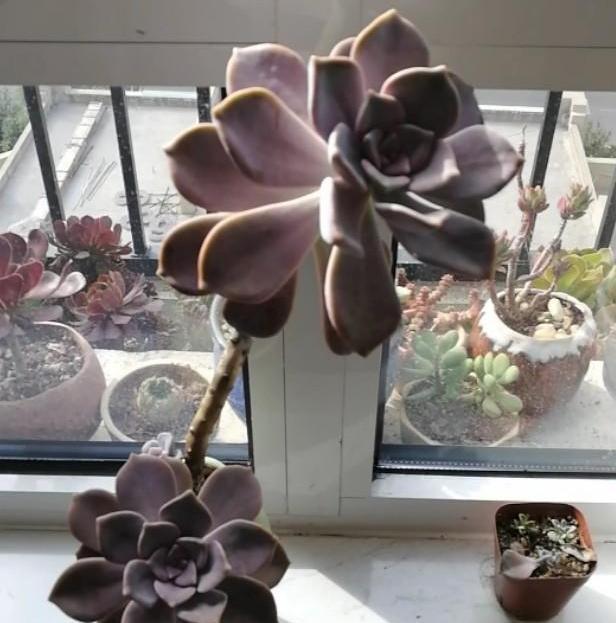 【变肥】紫乐多肉叶子发软?避开4个''误区'',植株叶片变肥、上色快