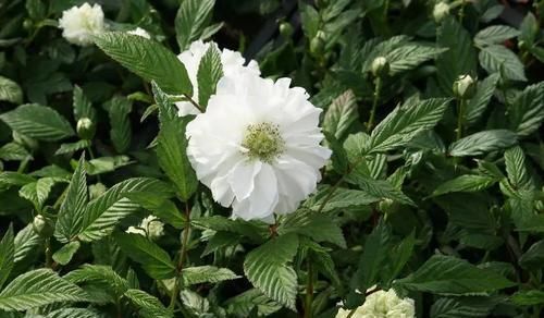  花朵■茶靡花盛开满树花,颜值高雅美极了,好养容易活