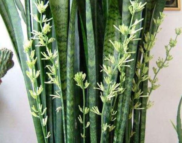  「旺盛」虎皮兰怎么养才能越养越旺盛？各季节养护细节，一文看懂