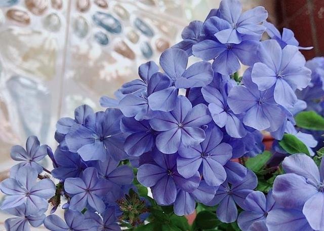  狂野：3种普通花，开花很狂野，最适合养阳台上，四季观花海