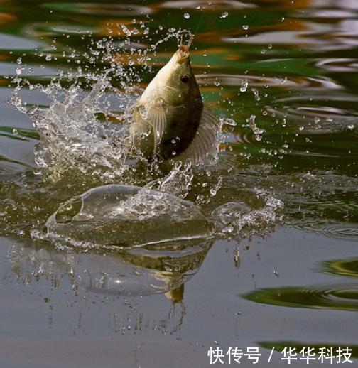 钓鱼不要再用蚯蚓了！只要农村一“妙物，河里一丢，好用还不贵