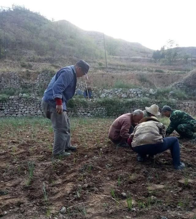  【葛丹村】井陉这个村荒山遍种中草药，来年遍地土生金