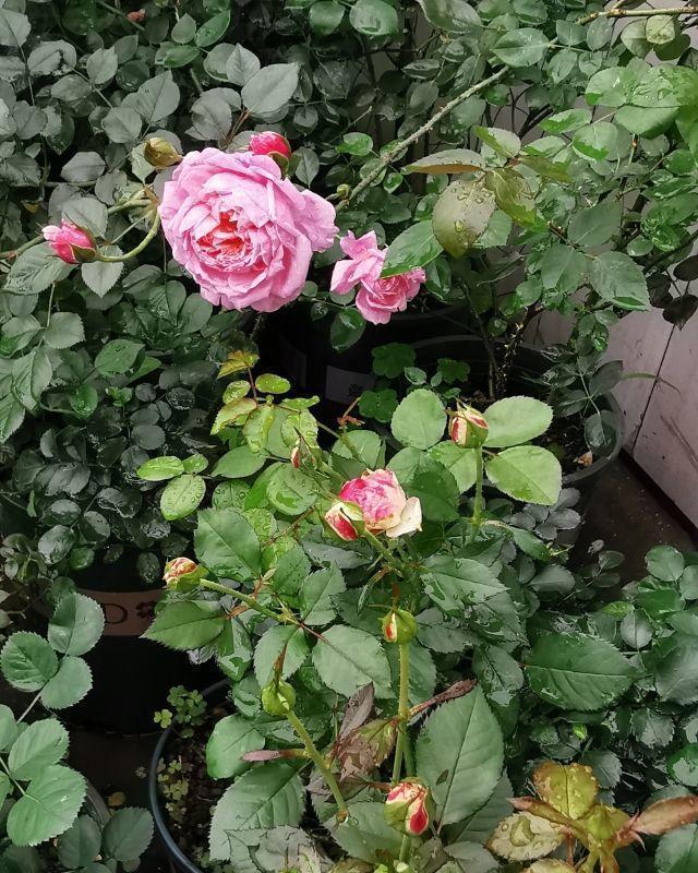  #满盆#家里花像光杆司令太难看，学会剪和浇，半月新枝就窜满盆