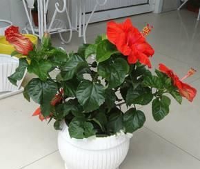  #盆栽上几盆#养花开花少？这4种被称“劳模”的花，花期长、月月有花赏！