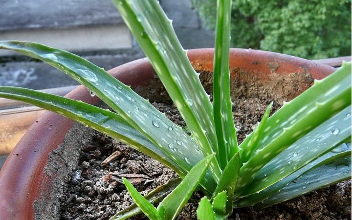  『中华芦荟』种植芦荟不光价值高,而且还有这些功效的,你们知道吗