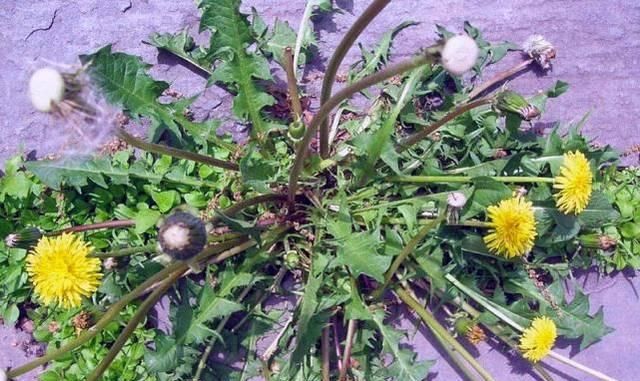  『蒲公英』春天“最苦”的6种野菜，常被当成杂草，殊不知养肝消炎价值高