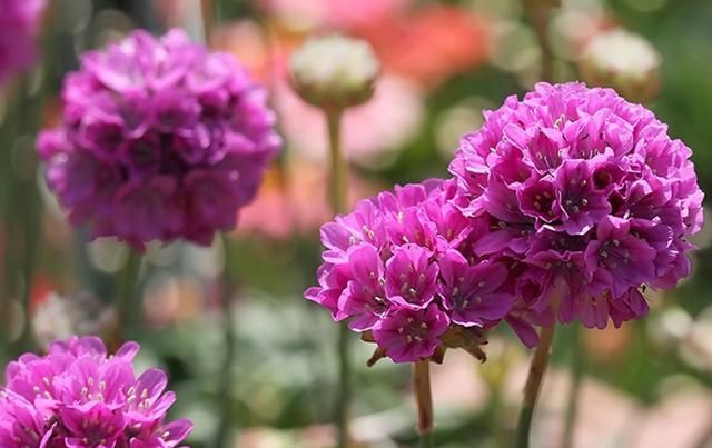  『海石竹浇水』美如桃花钗的海石竹,可以连续开花几个月,浇水要注意两个问题