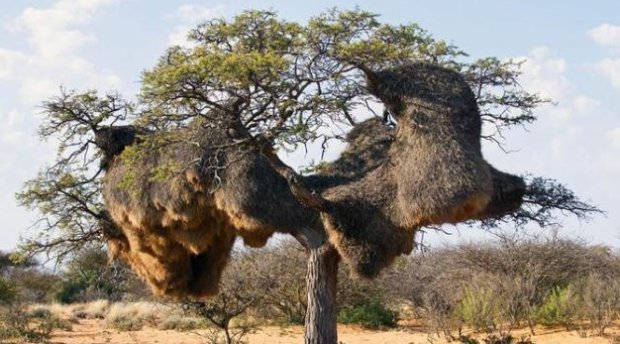  「树木」这棵树地球只剩一棵，就在中国，其珍贵程度高于国宝！