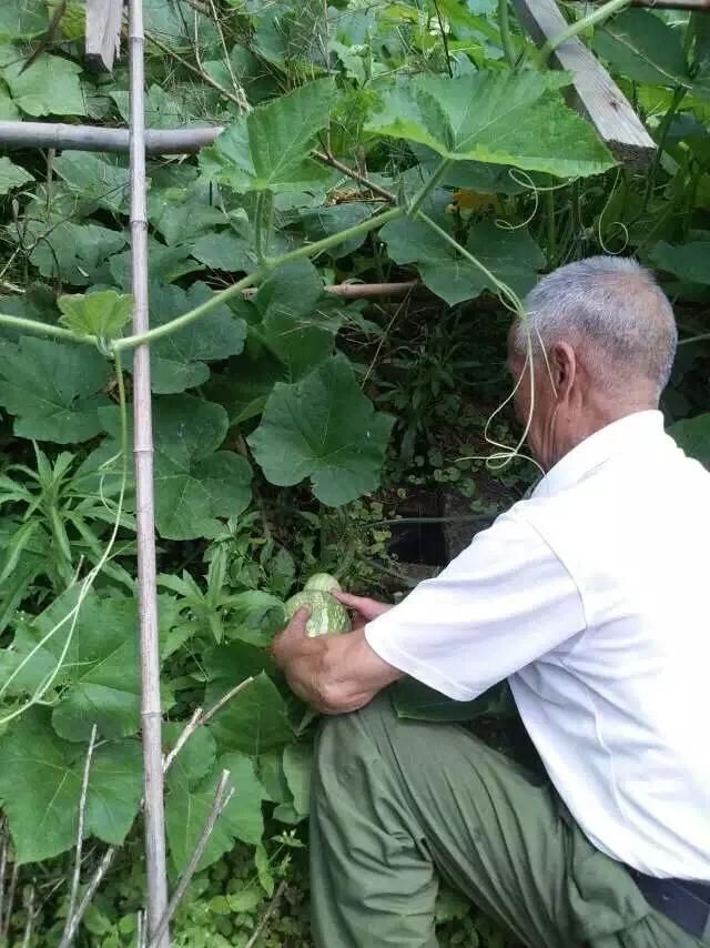  【检查】爸爸，今年我种在阳台上的芍药开花了呢