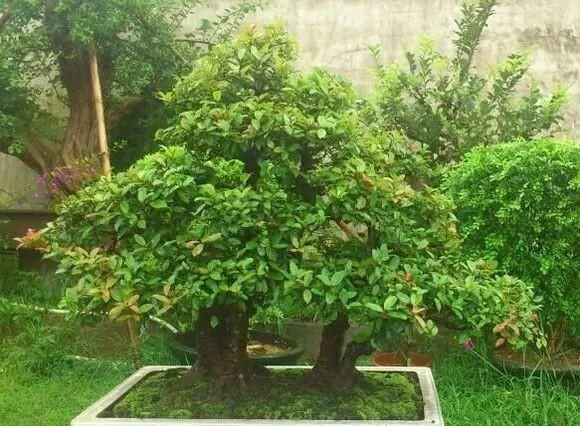 红牛盆景，牛气冲天！