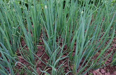 分葱栽种过程中 如何科学施肥 用什么肥料较好 亦木的博客 新浪博客