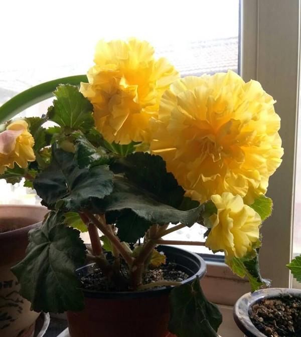  『美观』养花就养这几款，花开一朵，香飘十里，花开繁盛，美观易爆盆