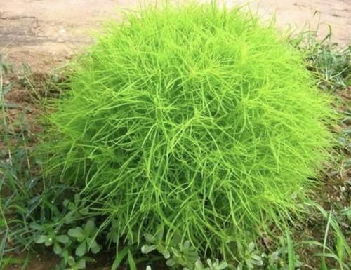  [地麦]1种野草像“绿球”，被称为“地麦”，以往野地里常见，如今珍贵