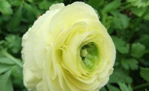  「新型」忘了绿萝吊兰，此新型植物“露薇花”，花叶俱美，三季开花