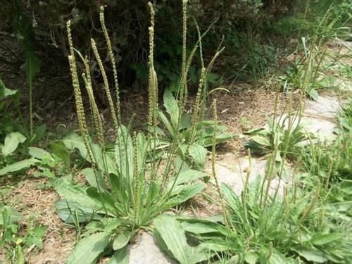  路边■1种野草，喜欢长在“路边”，被称为“猪耳草”，养家里价值高！