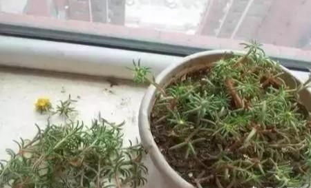  「开花」盆栽太阳花，使劲“虐待”，憋满侧芽，花似小牡丹，开满大阳台