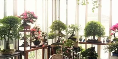  [吊起来养]阳台这样种花, 可以美上一整年, 整个小区都会羡慕你!