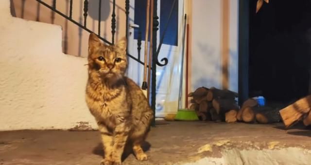  【奶奶】瘦弱老猫流浪多年，因一碗剩饭而“隐居”村庄，每天凌晨叫醒奶奶