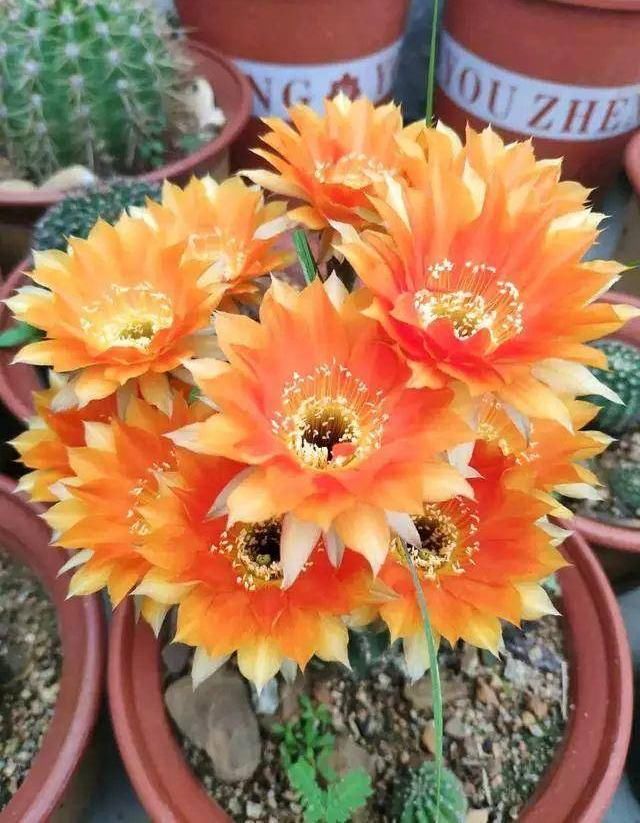  [仙人球开花]仙人球喂点“羊屎豆”，360度开花，下了10个蛋，盆盆饱满可爱