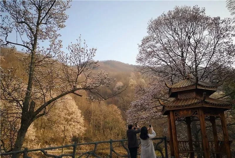 3月,低调六安意外爆红!一组照片,全国人民都被美哭了!【2020热门旅游景点】