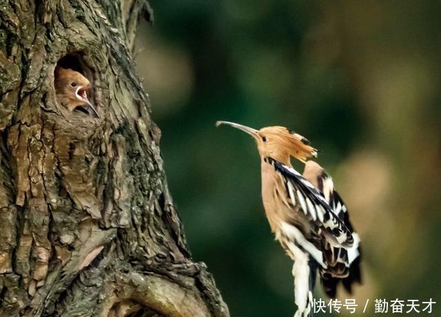 鸟类摄影:戴胜育子图