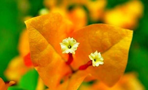 柠檬黄@喜欢菊花,不如试试“开花机器”柠檬黄三角梅,花开爆盆还好养!