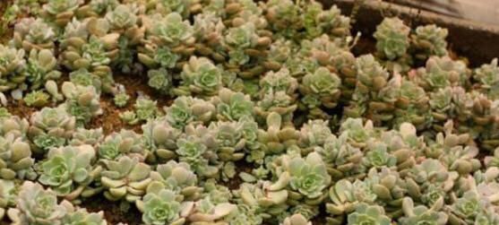 『轻松』懒人养花就种这几种,种一盆轻松长一片,忘记浇水也能长爆盆!