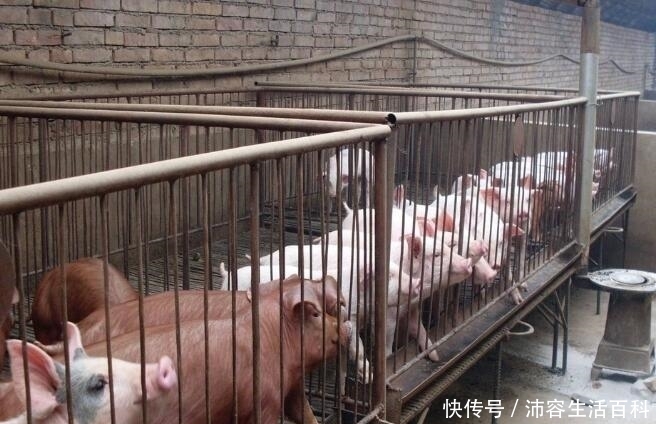  「养殖场」农村的养殖户注意，这3类养殖场将会受到严查，一旦发