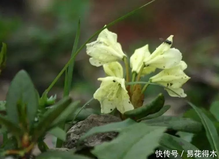 杜鹃@国家Ⅱ级珍稀濒危物种|东北地区特有的牛皮杜鹃