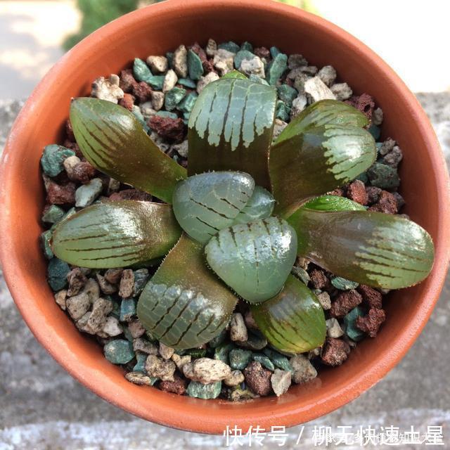  『植物』春天买的多肉植物们，花了几百块，不知道亏了吗