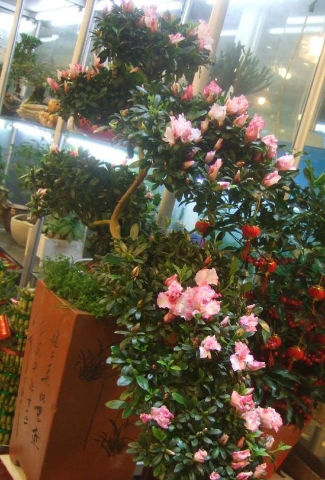 『新叶』养好杜鹃花没那么难,留意四点,新叶多、几个月都有花开