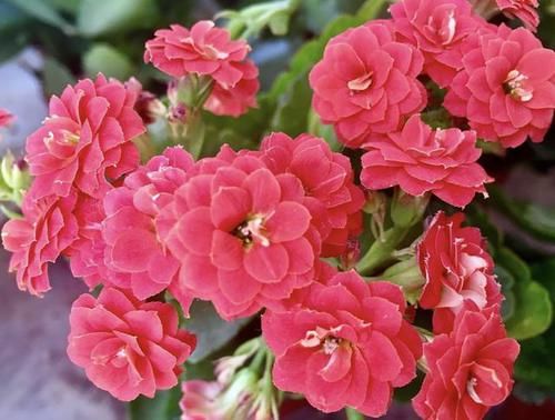  #肥料#去路边“转1圈”，捡回来“1种肥”，能养君子兰、长寿花，太值！