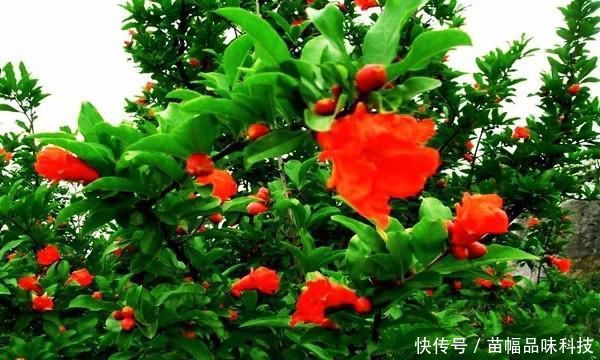 『嫁接』石榴树花开似火,果多子多!它嫁接什么花最好呢?